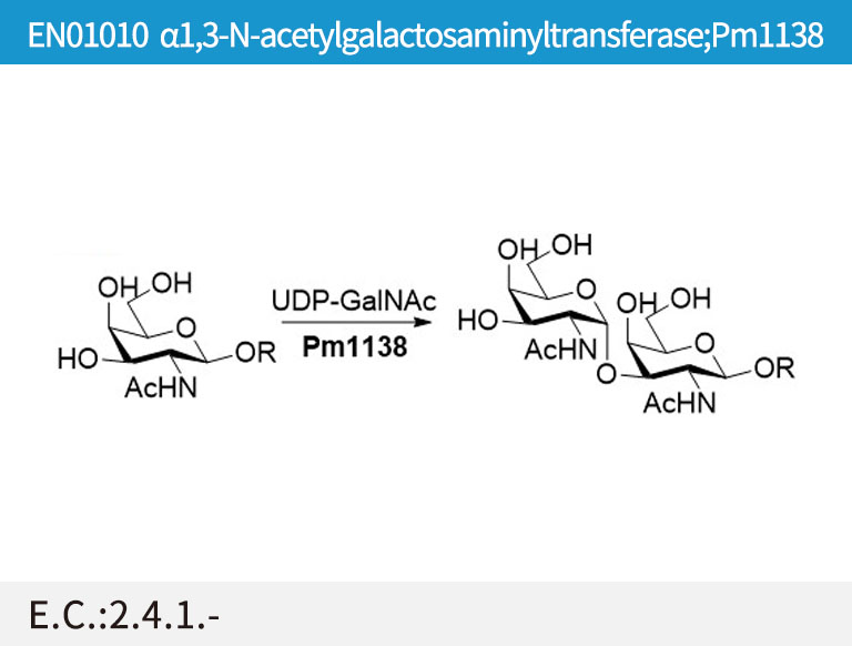 EN01010 ª┴1,3-N-acetylgalactosaminyltransferase;Pm1138