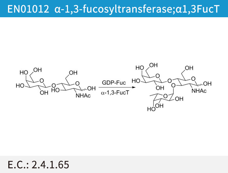 EN01012 ª┴-1,3-fucosyltransferase;ª┴1,3FucT