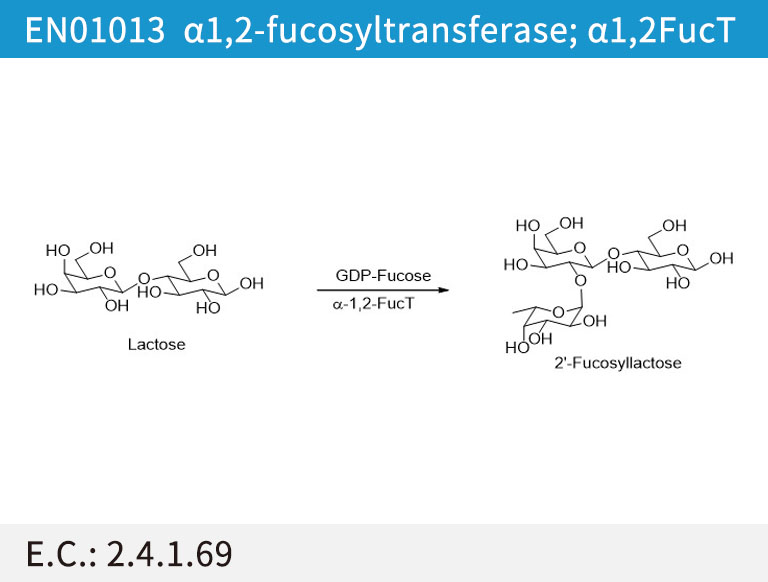 EN01013 ª┴1,2-fucosyltransferase; ª┴1,2FucT