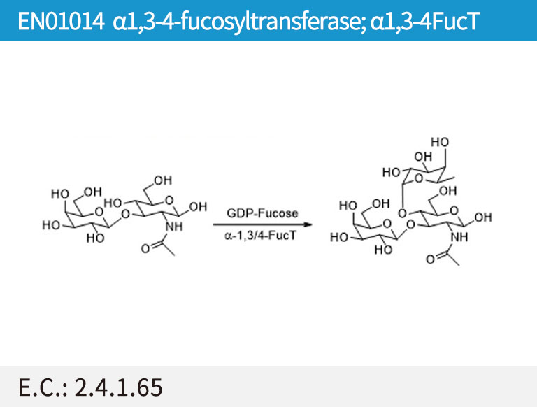 EN01014 ª┴1,3-4-fucosyltransferase; ª┴1,3-4FucT