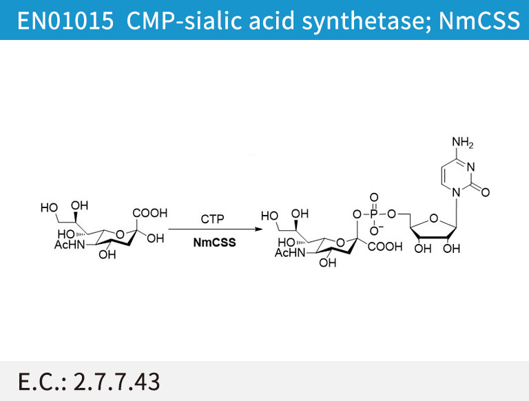 EN01015 CMP-sialic acid synthetase; NmCSS