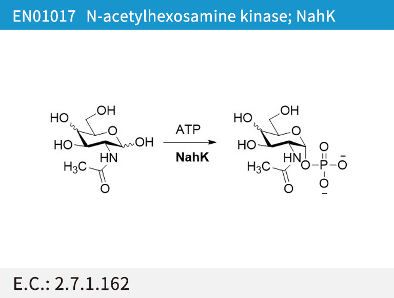 EN01017 N-acetylhexosamine kinase; NahK