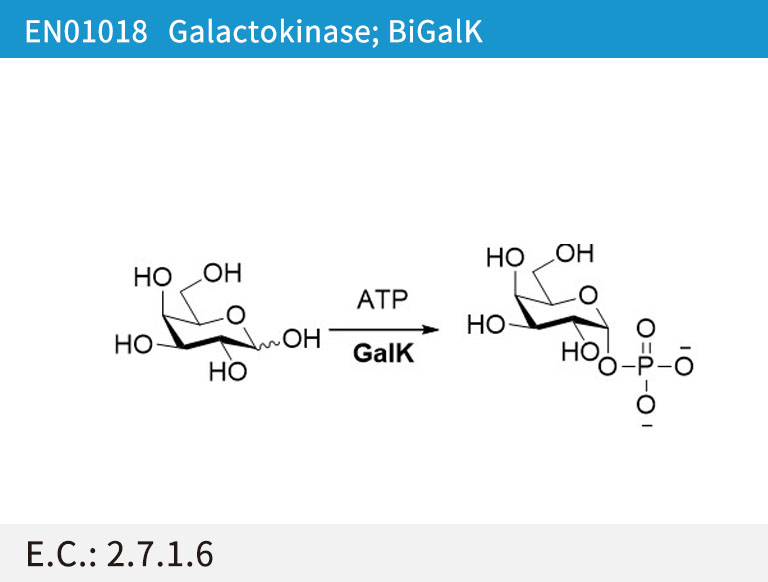 EN01018 Galactokinase; BiGalK