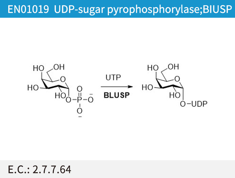 EN01019 UDP-sugar pyrophosphorylase;BIUSP