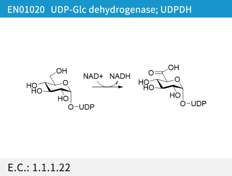 EN01020 UDP-Glc dehydrogenase; UDPDH
