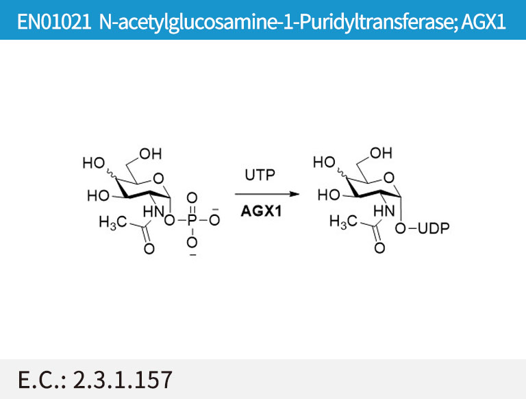 EN01021 N-acetylglucosamine-1-Puridyltransferase; AGX1