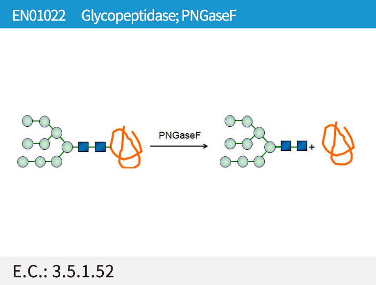 EN01022 Glycopeptidase; PNGaseF