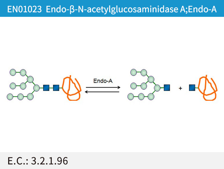 EN01023 Endo-ª┬-N-acetylglucosaminidase A;Endo-A