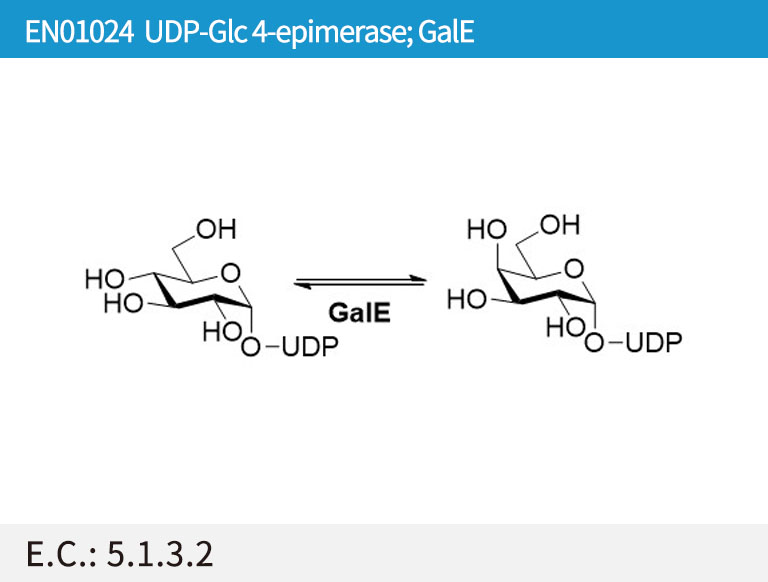 EN01024 UDP-Glc 4-epimerase; GalE