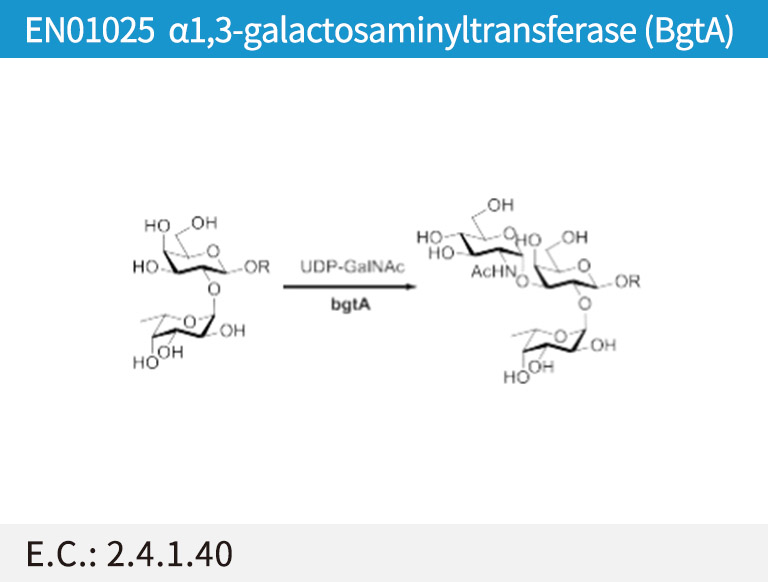 EN01025 ª┴1,3-galactosaminyltransferase (BgtA)