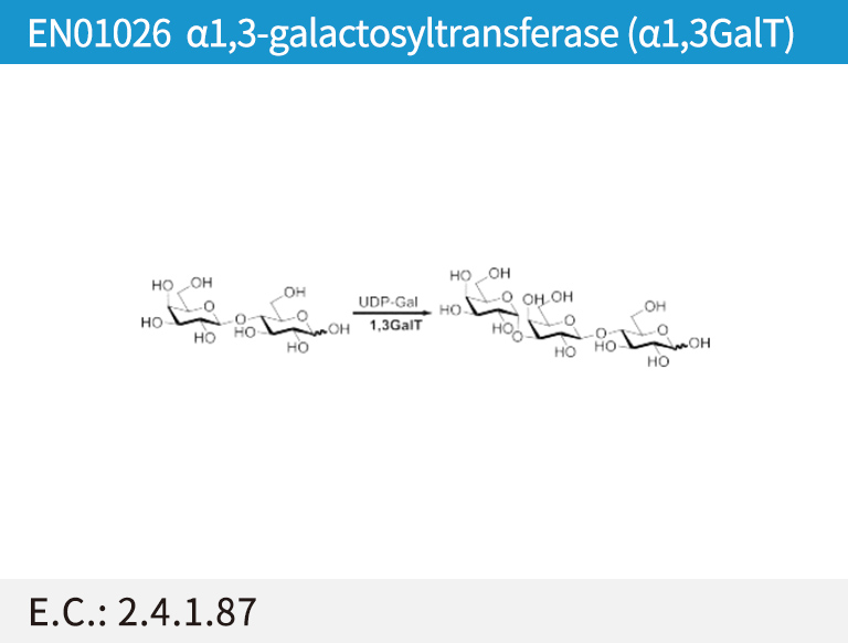 EN01026 ª┴1,3-galactosyltransferase (ª┴1,3GalT)