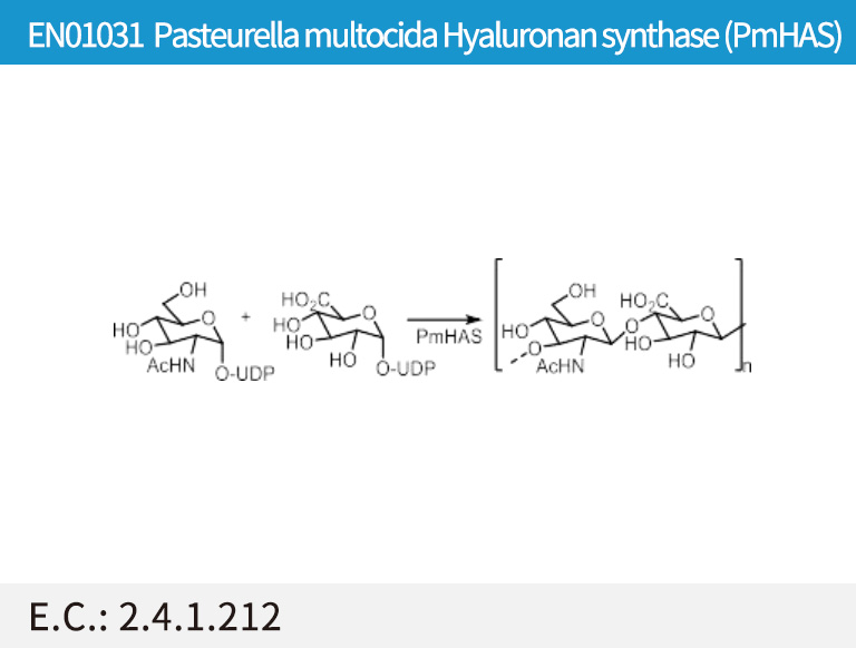 EN01031 Pasteurella multocida Hyaluronan synthase (PmHAS)