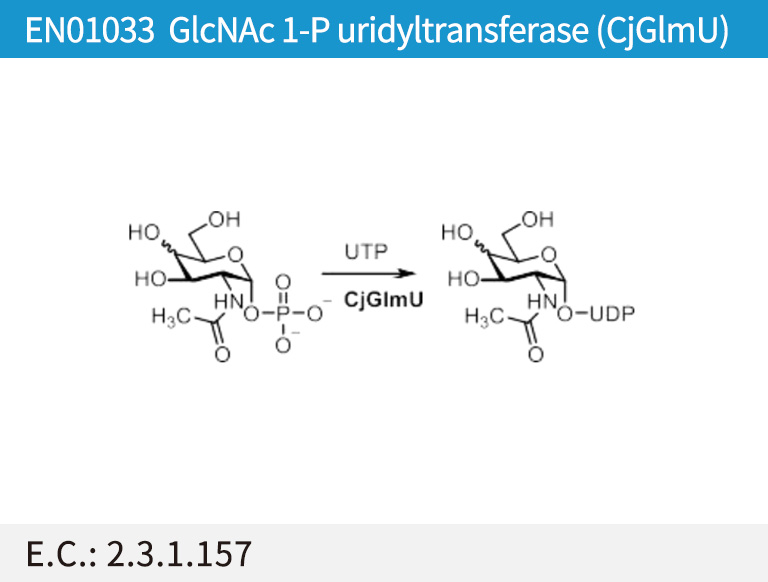 EN01033 GlcNAc 1-P uridyltransferase (CjGlmU)