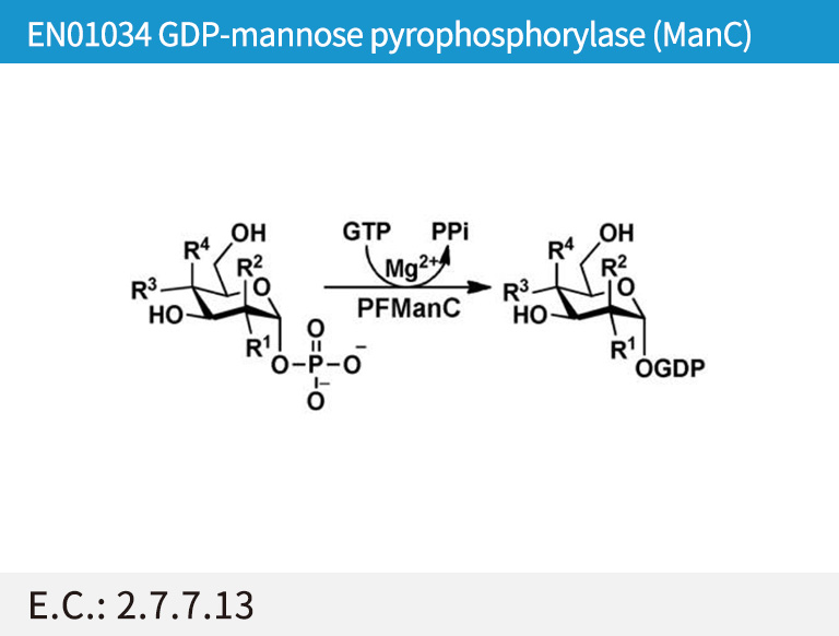 EN01034 GDP-mannose pyrophosphorylase (ManC)