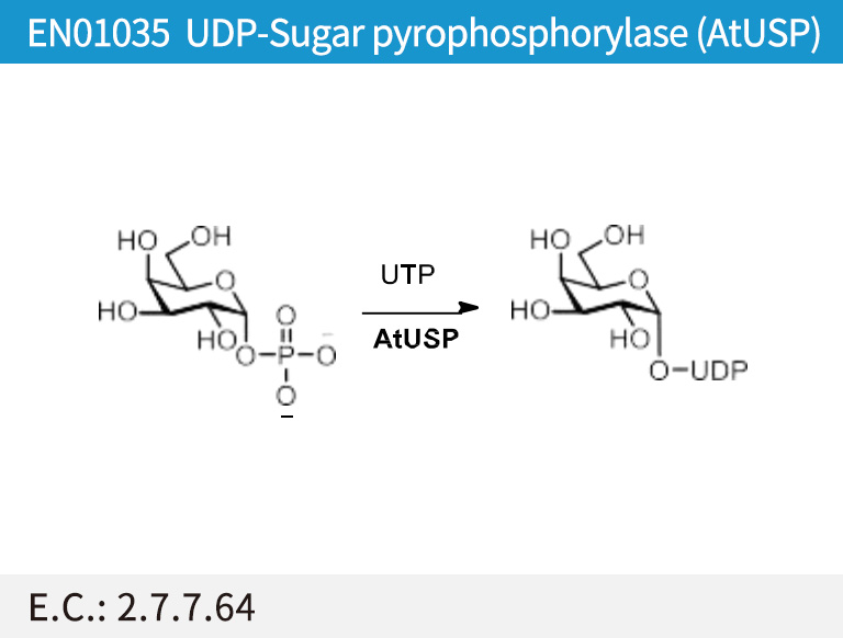UDP-Sugar pyrophosphorylase (AtUSP) EC 2.7.7.64