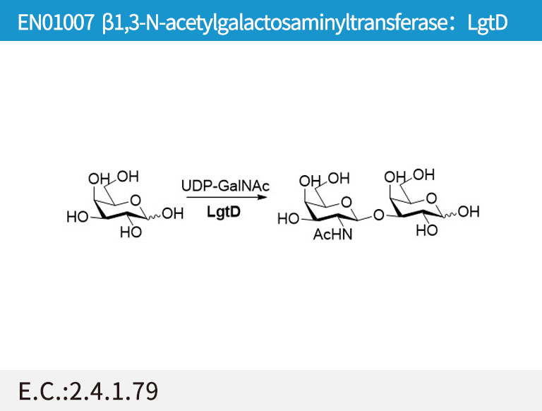 a1,3-N-acetylgalactosaminyltransferaseú║LgtD