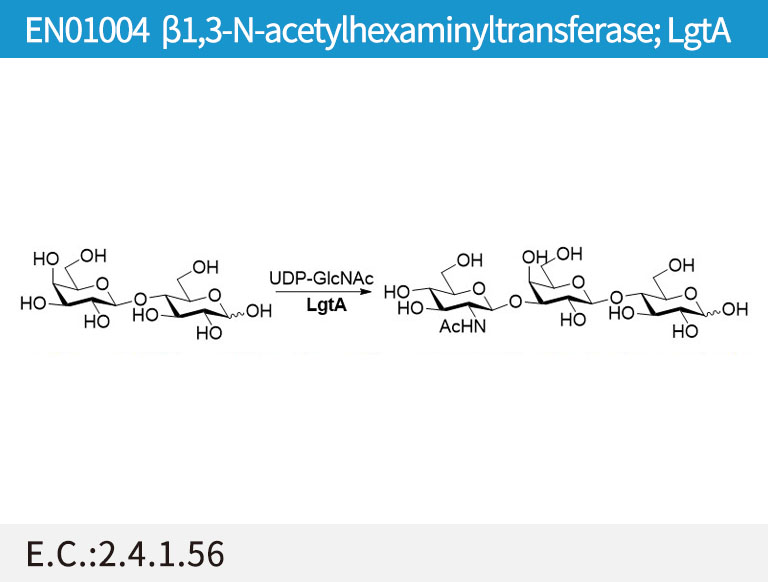 a1,3-N-acetylhexaminyltransferase; LgtA