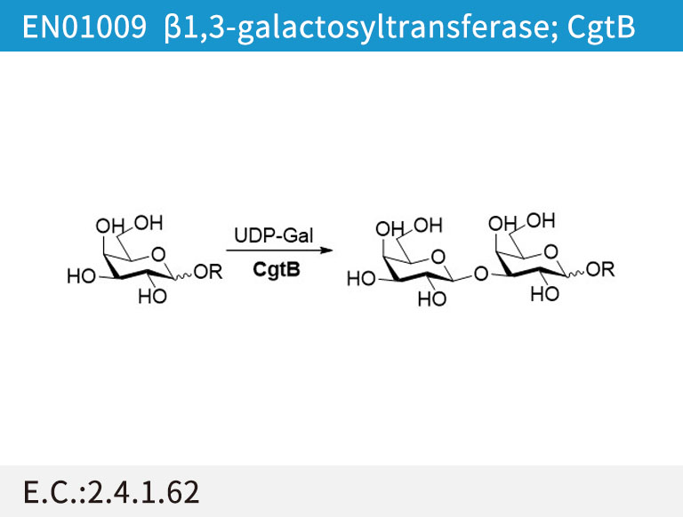 a1,3-galactosyltransferase; CgtB
