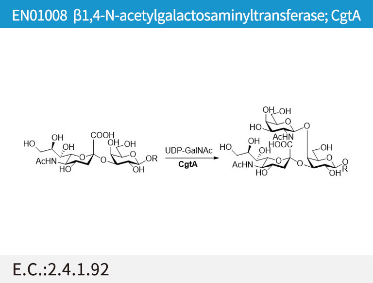 b1,4-N-acetylgalactosaminyltransferase; CgtA