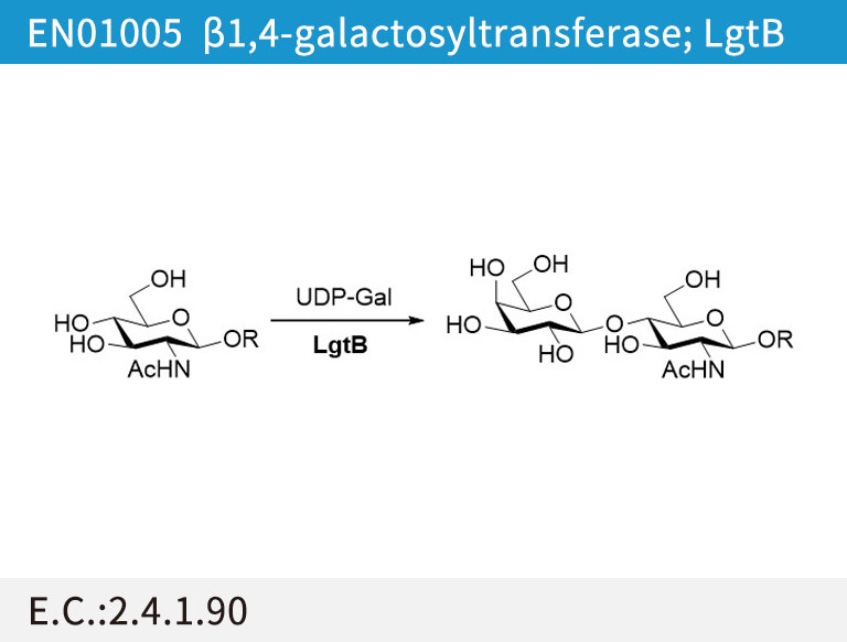 a1,4-galactosyltransferase; LgtB