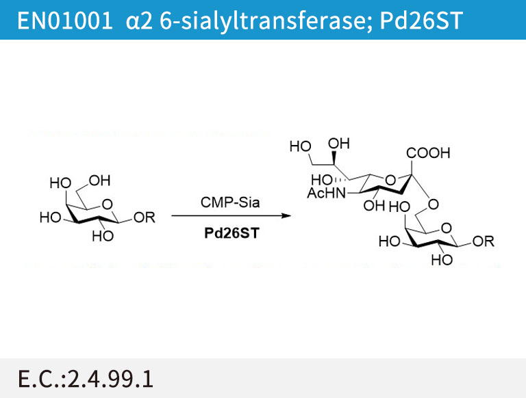 a2 6-sialyltransferase