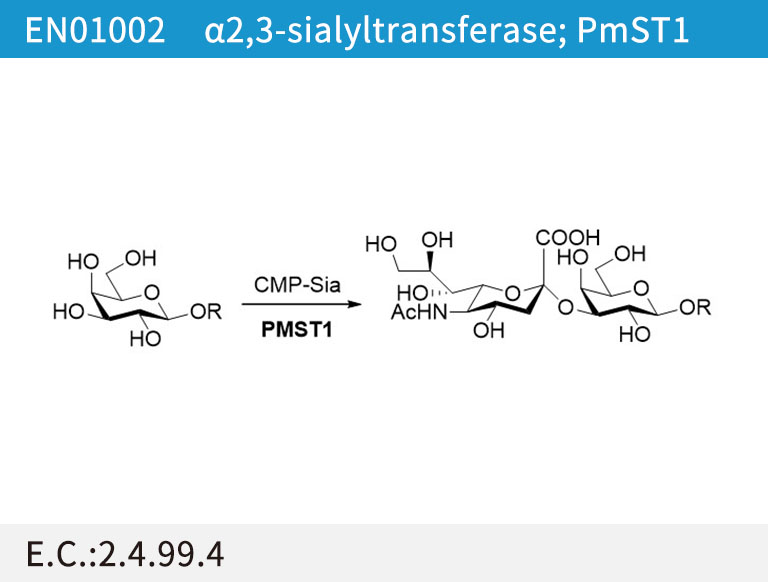 a2,3-sialyltransferase