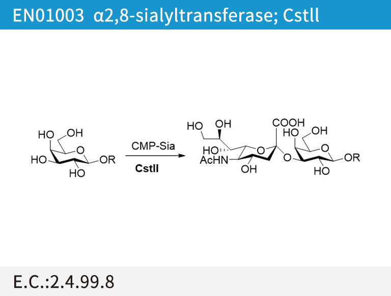 a2,8-sialyltransferase, Cstll