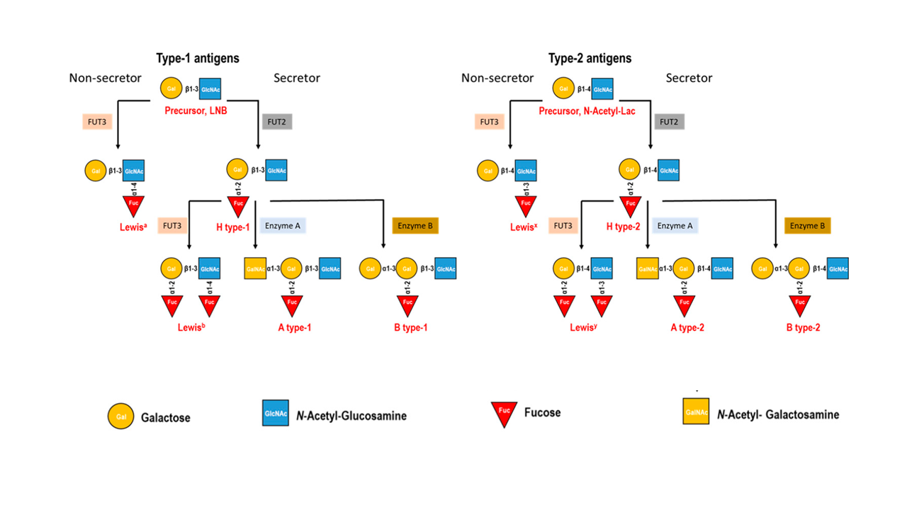 4 blood groups on the basis of antigens